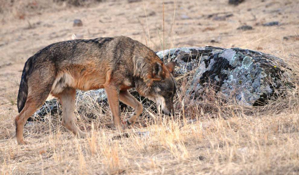 El TSJCyL mantiene cautelarmente la paralización de la caza del lobo